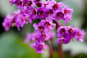 Bergenia sercowata