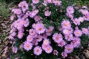 Aster Herbstgruss vom Bresserhof