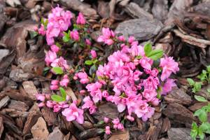 Azalia japońska ROSINETTA 'Hachrosi'