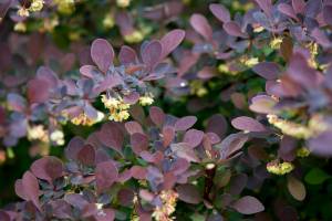 Berberys Thunberga Atropurpurea