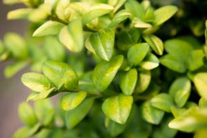 Bukszpan wieczniezielony Latifolia Maculata