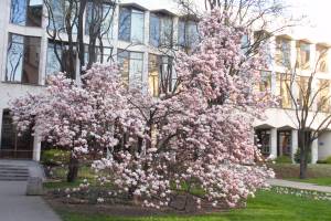 Magnolia pośrednia 