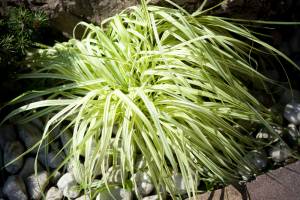 Hakonechloa smukła All Gold