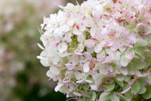 Hortensja bukietowa Grandiflora