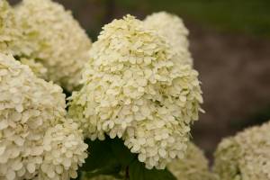 Hortensja bukietowa LITTLE LIME 'Jane'