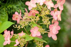 Hortensja bukietowa Pink Diamond