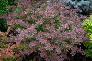 Berberys Thunberga Atropurpurea Nana