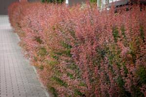 Berberys Thunberga Red Pillar