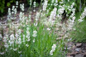 Lawenda wąskolistna Aromatico Silver