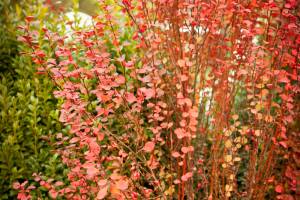 Berberys Thunberga Orange Rocket